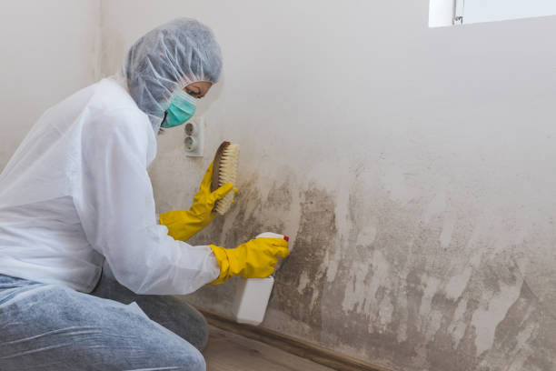 Home Mold Removal in Tunica, MS