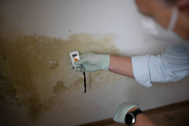 Best Professional Mold Removal  in Tunica, MS