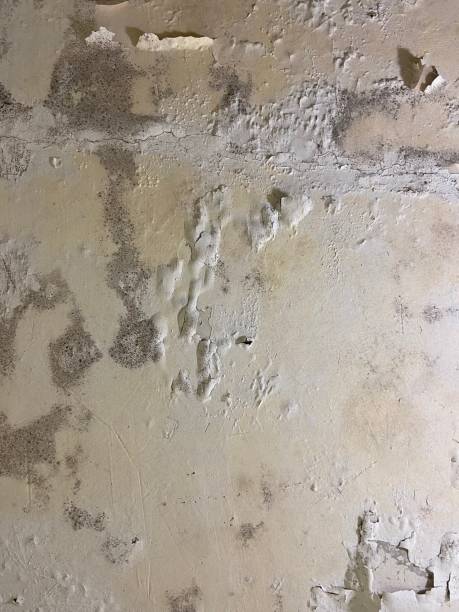 Best Professional Mold Removal  in Tunica, MS