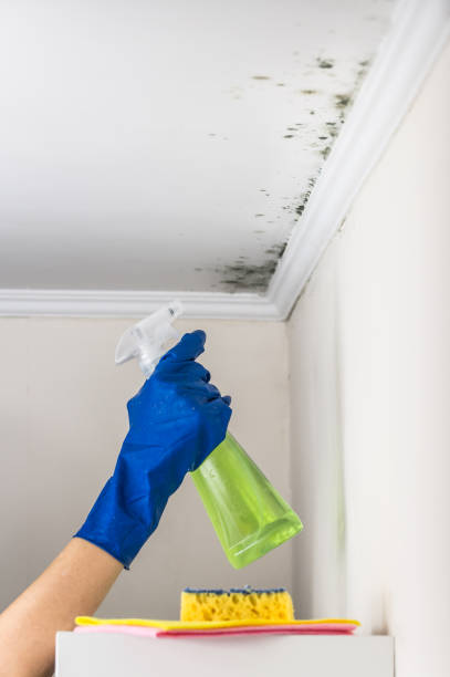 Professional Mold Removal in Tunica, MS