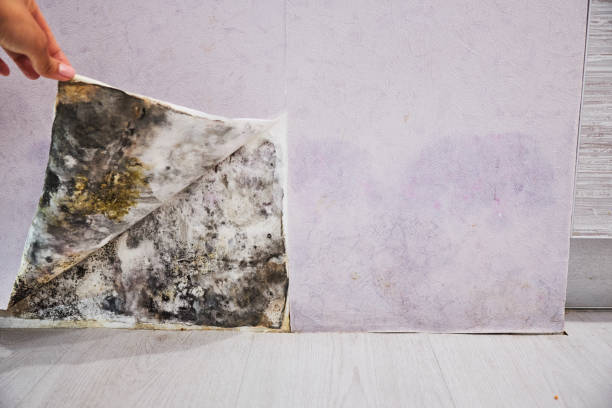 Best Mold Damage Repair  in Tunica, MS
